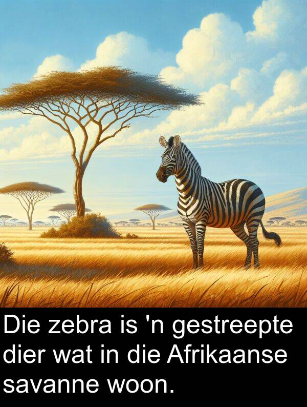 zebra: Die zebra is 'n gestreepte dier wat in die Afrikaanse savanne woon.