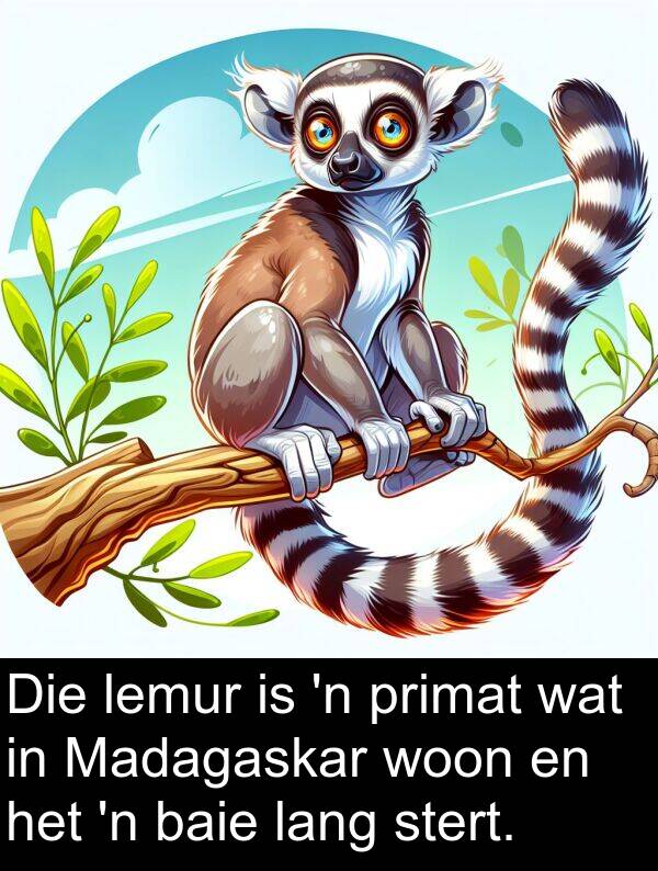 primat: Die lemur is 'n primat wat in Madagaskar woon en het 'n baie lang stert.