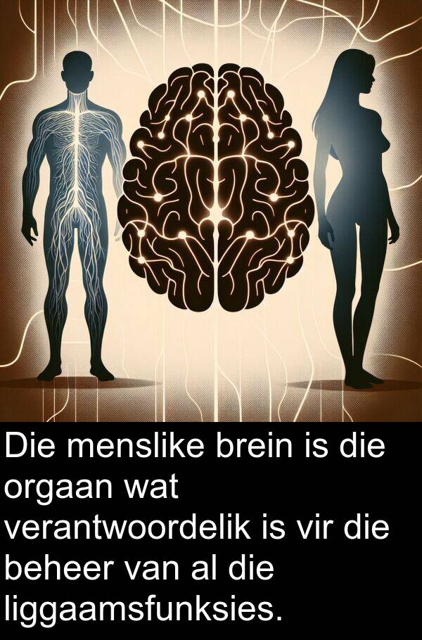 beheer: Die menslike brein is die orgaan wat verantwoordelik is vir die beheer van al die liggaamsfunksies.