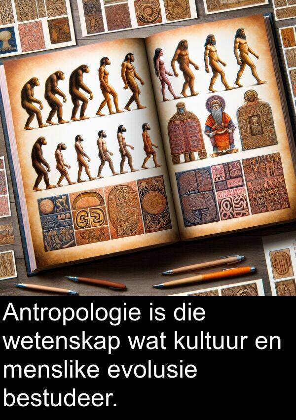 bestudeer: Antropologie is die wetenskap wat kultuur en menslike evolusie bestudeer.