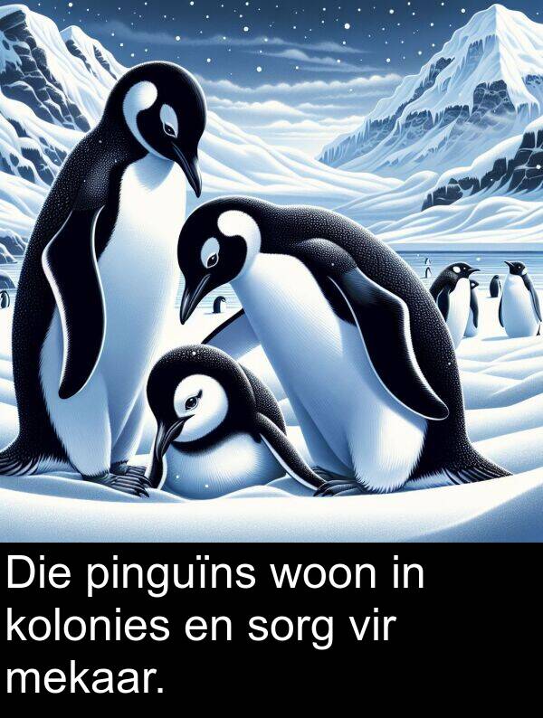 pinguïns: Die pinguïns woon in kolonies en sorg vir mekaar.