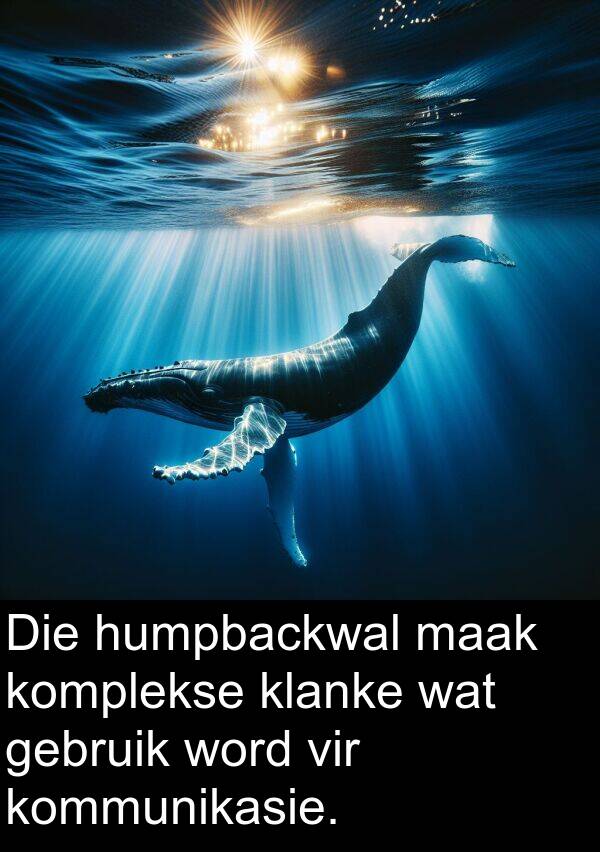 gebruik: Die humpbackwal maak komplekse klanke wat gebruik word vir kommunikasie.