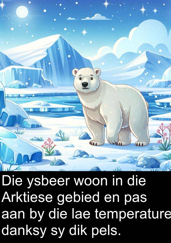 pels: Die ysbeer woon in die Arktiese gebied en pas aan by die lae temperature danksy sy dik pels.