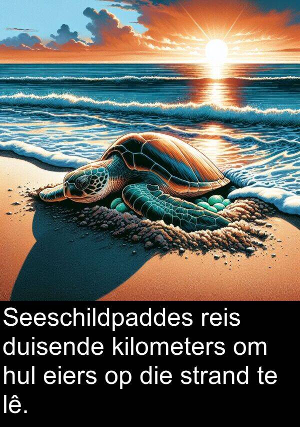 hul: Seeschildpaddes reis duisende kilometers om hul eiers op die strand te lê.