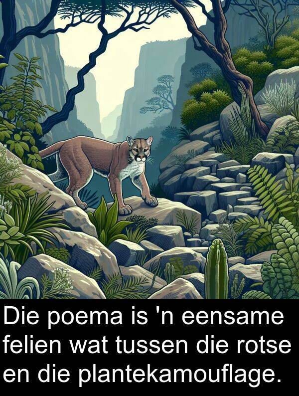 poema: Die poema is 'n eensame felien wat tussen die rotse en die plantekamouflage.