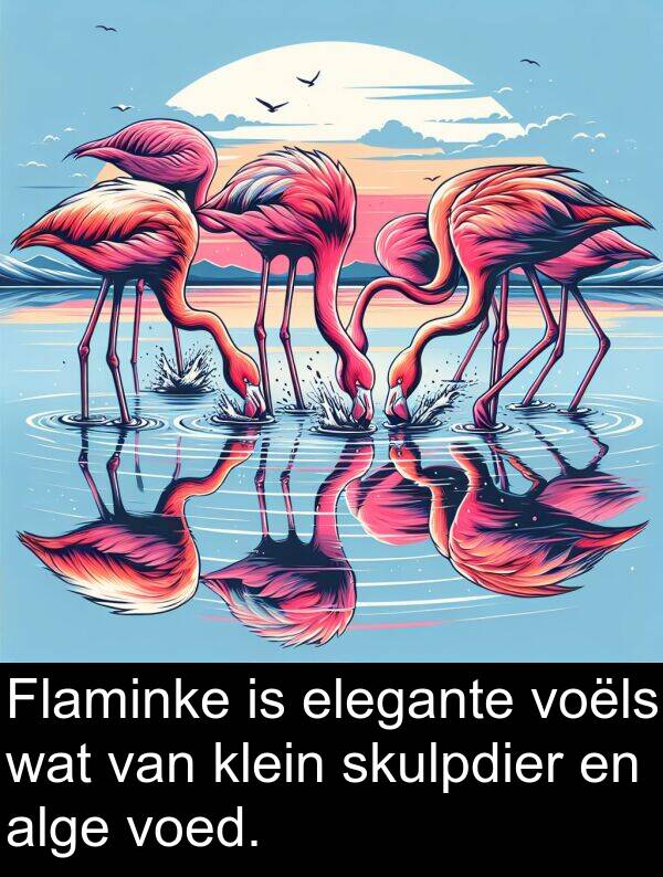 elegante: Flaminke is elegante voëls wat van klein skulpdier en alge voed.