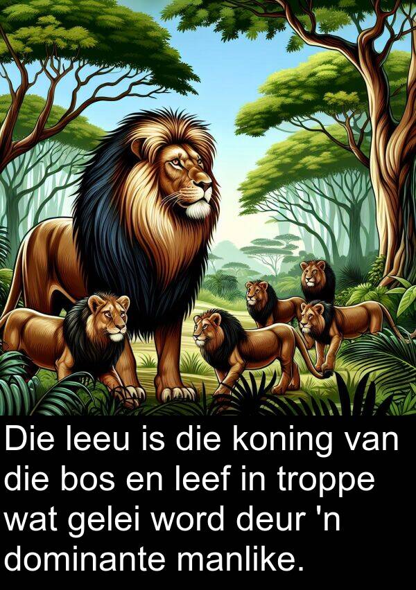 gelei: Die leeu is die koning van die bos en leef in troppe wat gelei word deur 'n dominante manlike.