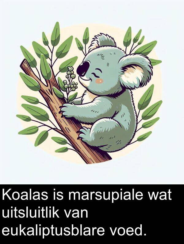 uitsluitlik: Koalas is marsupiale wat uitsluitlik van eukaliptusblare voed.