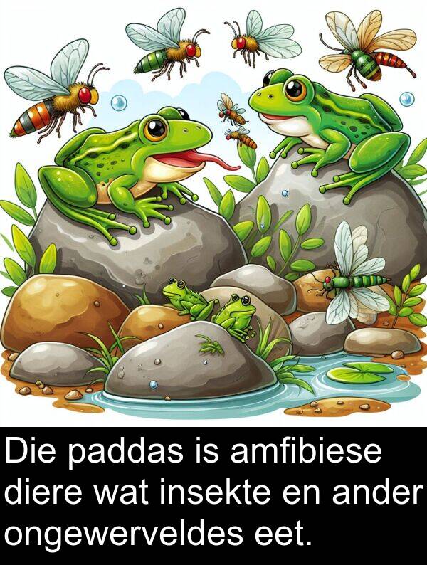 paddas: Die paddas is amfibiese diere wat insekte en ander ongewerveldes eet.