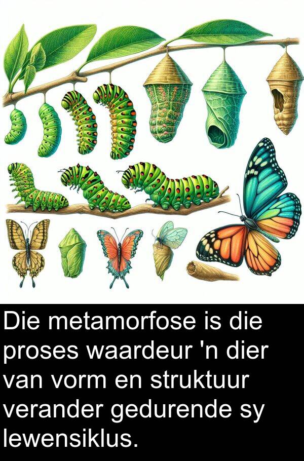 gedurende: Die metamorfose is die proses waardeur 'n dier van vorm en struktuur verander gedurende sy lewensiklus.