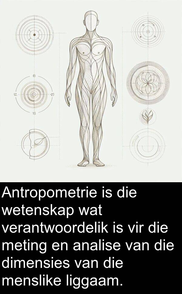 menslike: Antropometrie is die wetenskap wat verantwoordelik is vir die meting en analise van die dimensies van die menslike liggaam.