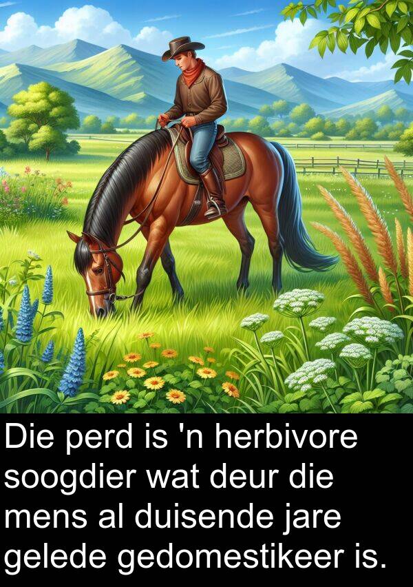 gedomestikeer: Die perd is 'n herbivore soogdier wat deur die mens al duisende jare gelede gedomestikeer is.