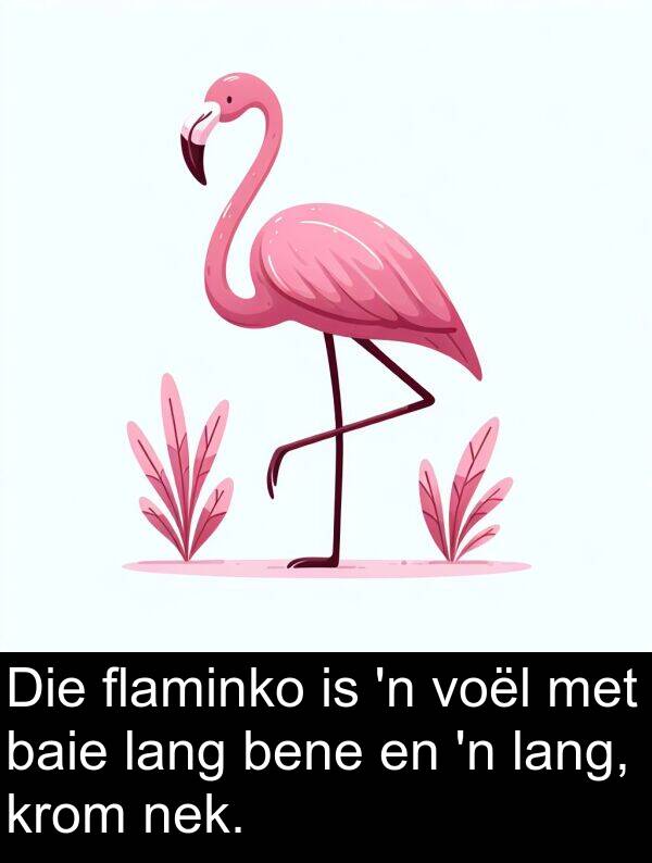 bene: Die flaminko is 'n voël met baie lang bene en 'n lang, krom nek.