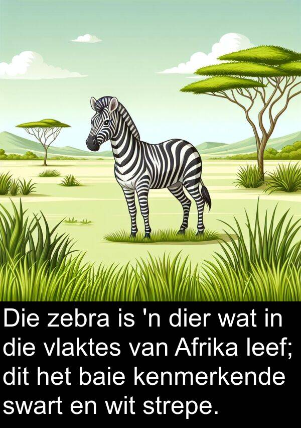 zebra: Die zebra is 'n dier wat in die vlaktes van Afrika leef; dit het baie kenmerkende swart en wit strepe.