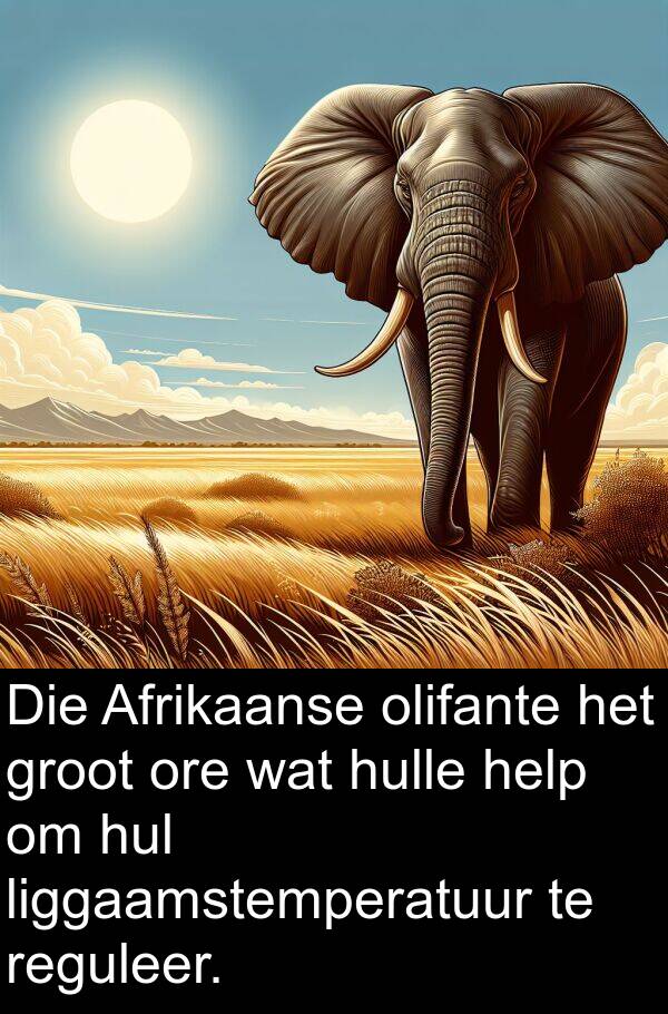 help: Die Afrikaanse olifante het groot ore wat hulle help om hul liggaamstemperatuur te reguleer.