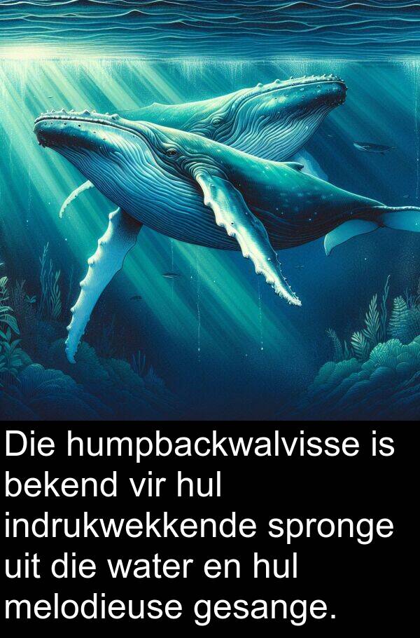 bekend: Die humpbackwalvisse is bekend vir hul indrukwekkende spronge uit die water en hul melodieuse gesange.