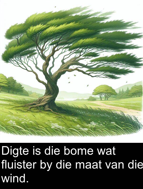 fluister: Digte is die bome wat fluister by die maat van die wind.