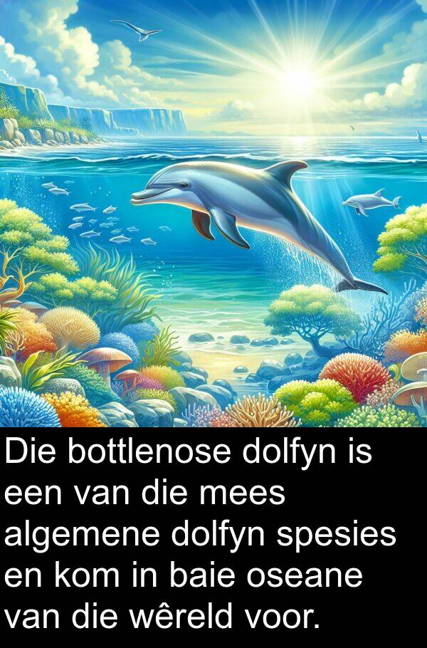 algemene: Die bottlenose dolfyn is een van die mees algemene dolfyn spesies en kom in baie oseane van die wêreld voor.