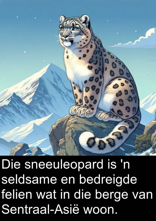 bedreigde: Die sneeuleopard is 'n seldsame en bedreigde felien wat in die berge van Sentraal-Asië woon.