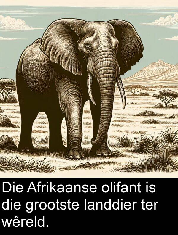 ter: Die Afrikaanse olifant is die grootste landdier ter wêreld.