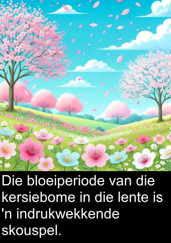 skouspel: Die bloeiperiode van die kersiebome in die lente is 'n indrukwekkende skouspel.