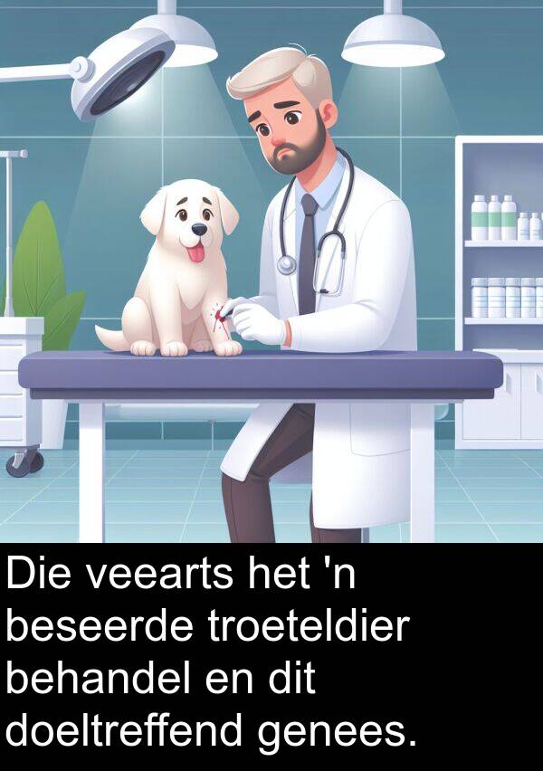 beseerde: Die veearts het 'n beseerde troeteldier behandel en dit doeltreffend genees.