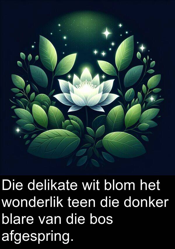 wit: Die delikate wit blom het wonderlik teen die donker blare van die bos afgespring.