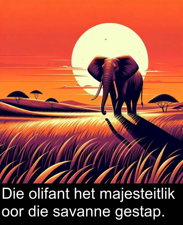 olifant: Die olifant het majesteitlik oor die savanne gestap.