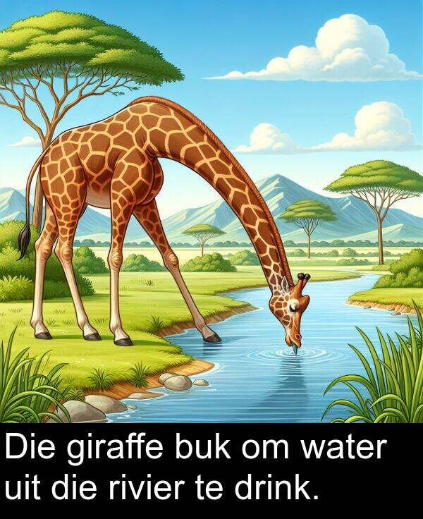 uit: Die giraffe buk om water uit die rivier te drink.