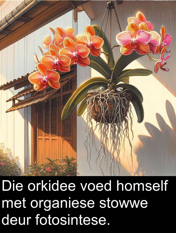 homself: Die orkidee voed homself met organiese stowwe deur fotosintese.