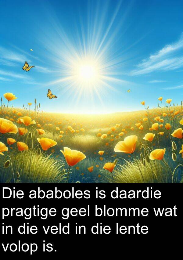 geel: Die ababoles is daardie pragtige geel blomme wat in die veld in die lente volop is.