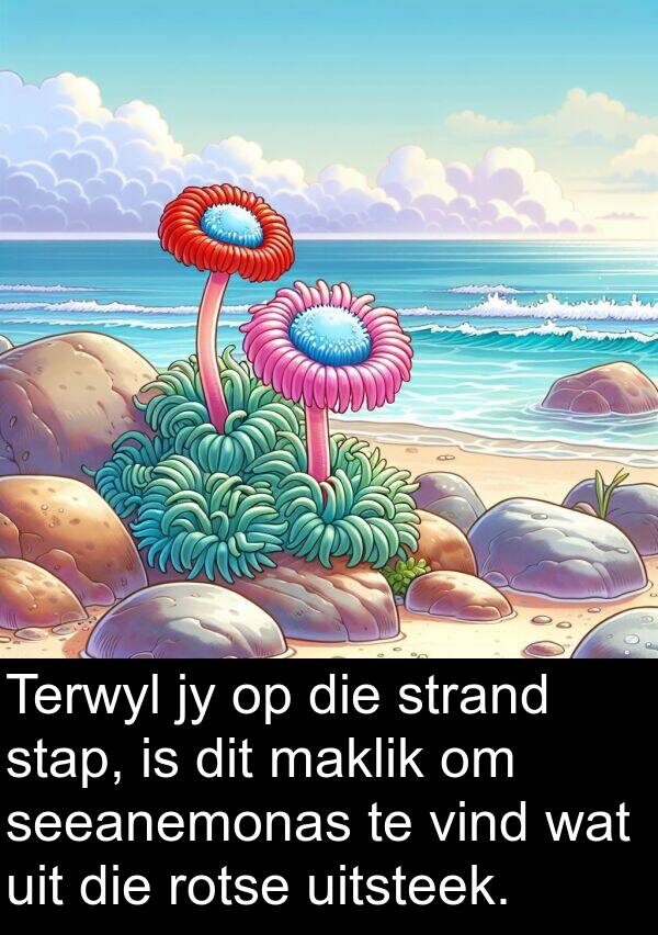 maklik: Terwyl jy op die strand stap, is dit maklik om seeanemonas te vind wat uit die rotse uitsteek.