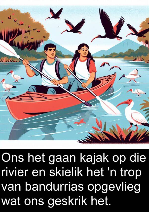 bandurrias: Ons het gaan kajak op die rivier en skielik het 'n trop van bandurrias opgevlieg wat ons geskrik het.