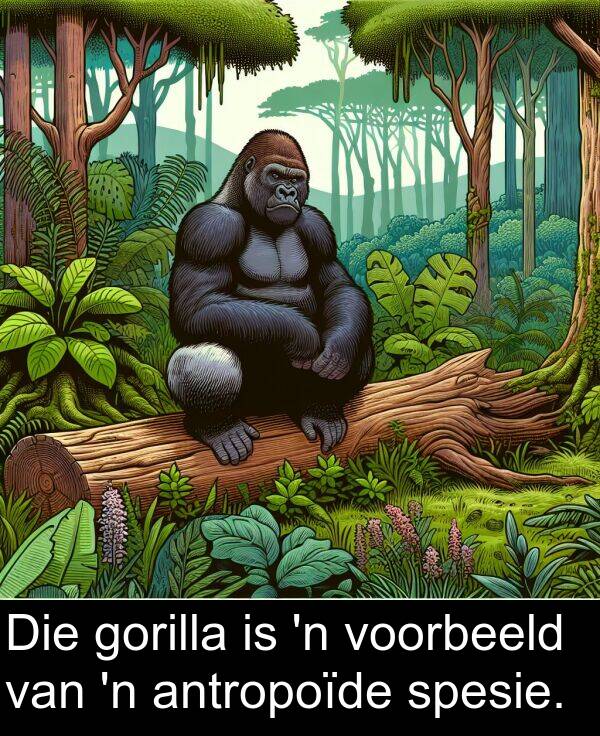 antropoïde: Die gorilla is 'n voorbeeld van 'n antropoïde spesie.