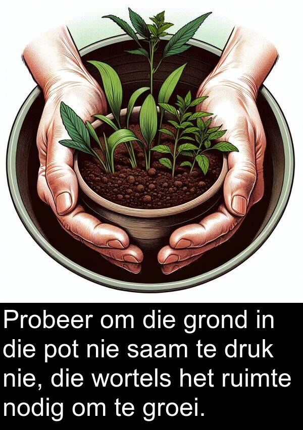 pot: Probeer om die grond in die pot nie saam te druk nie, die wortels het ruimte nodig om te groei.