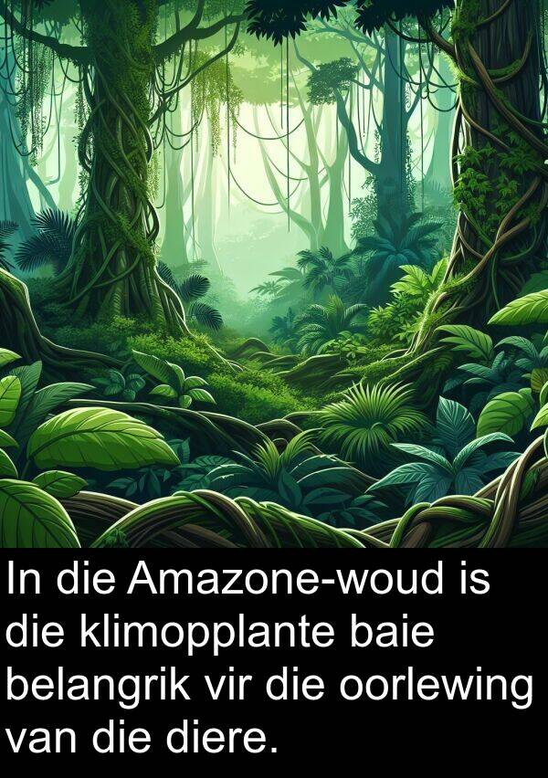 belangrik: In die Amazone-woud is die klimopplante baie belangrik vir die oorlewing van die diere.