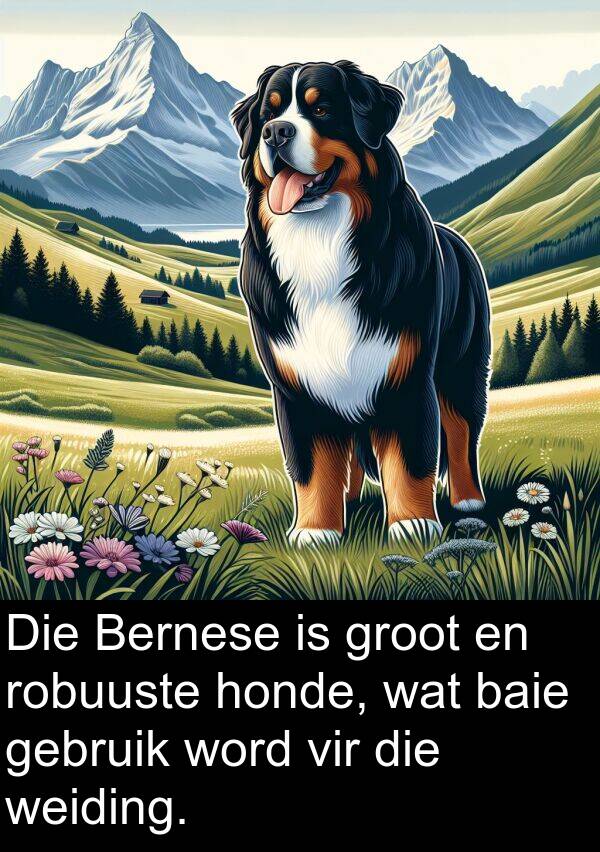 honde: Die Bernese is groot en robuuste honde, wat baie gebruik word vir die weiding.