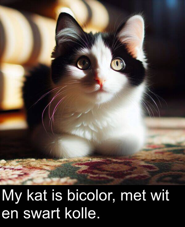 wit: My kat is bicolor, met wit en swart kolle.