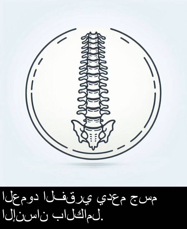 جسم: العمود الفقري يدعم جسم الإنسان بالكامل.