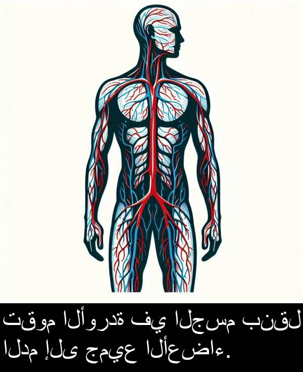 جميع: تقوم الأوردة في الجسم بنقل الدم إلى جميع الأعضاء.