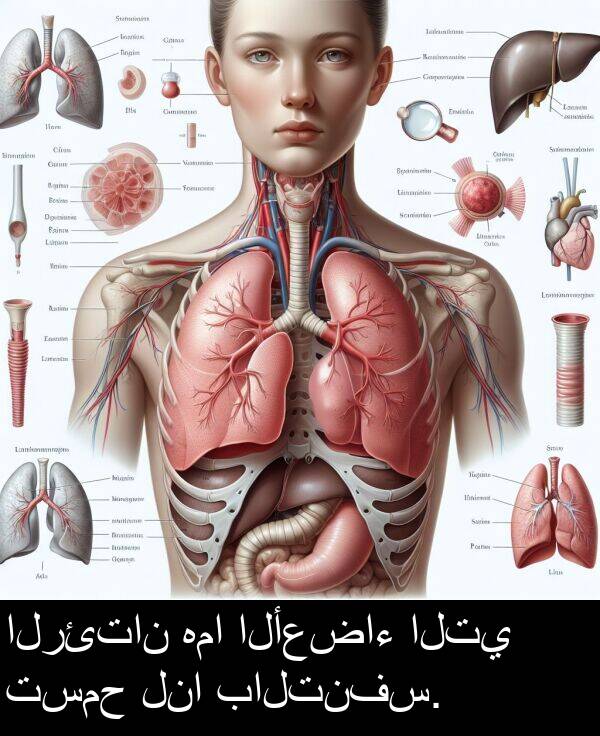 هما: الرئتان هما الأعضاء التي تسمح لنا بالتنفس.