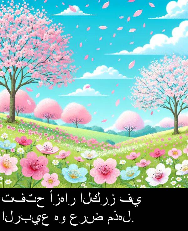 عرض: تفتح أزهار الكرز في الربيع هو عرض مذهل.