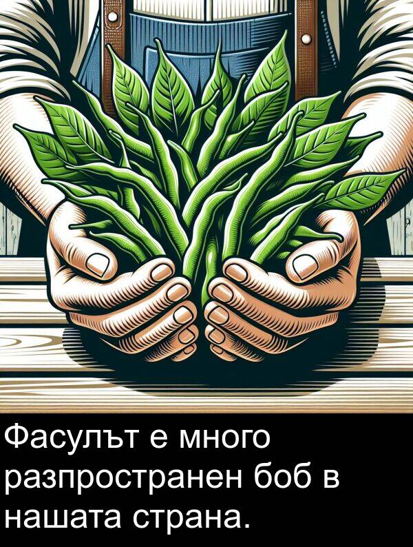 нашата: Фасулът е много разпространен боб в нашата страна.