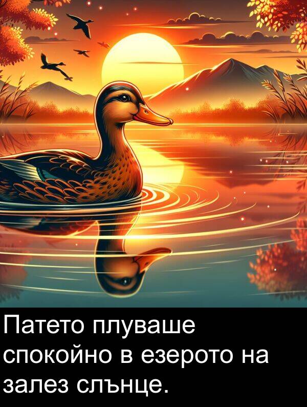 залез: Патето плуваше спокойно в езерото на залез слънце.