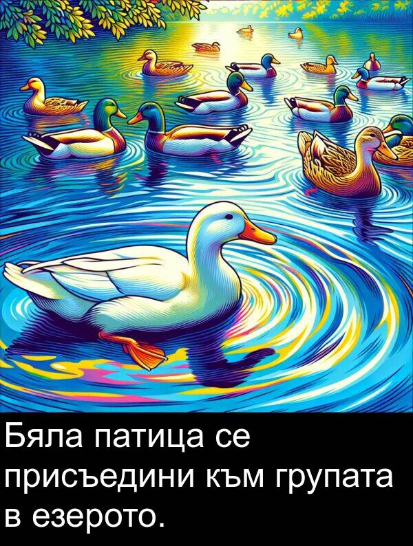 патица: Бяла патица се присъедини към групата в езерото.