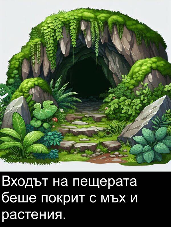 пещерата: Входът на пещерата беше покрит с мъх и растения.