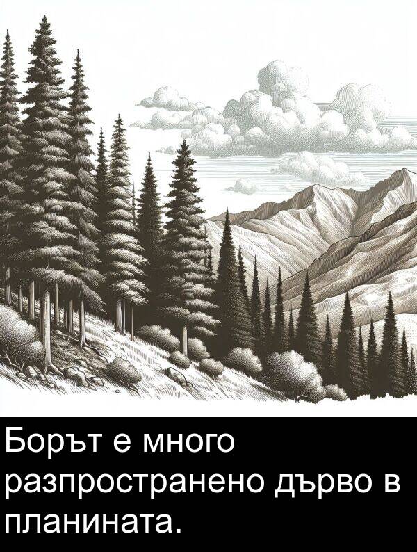 планината: Борът е много разпространено дърво в планината.