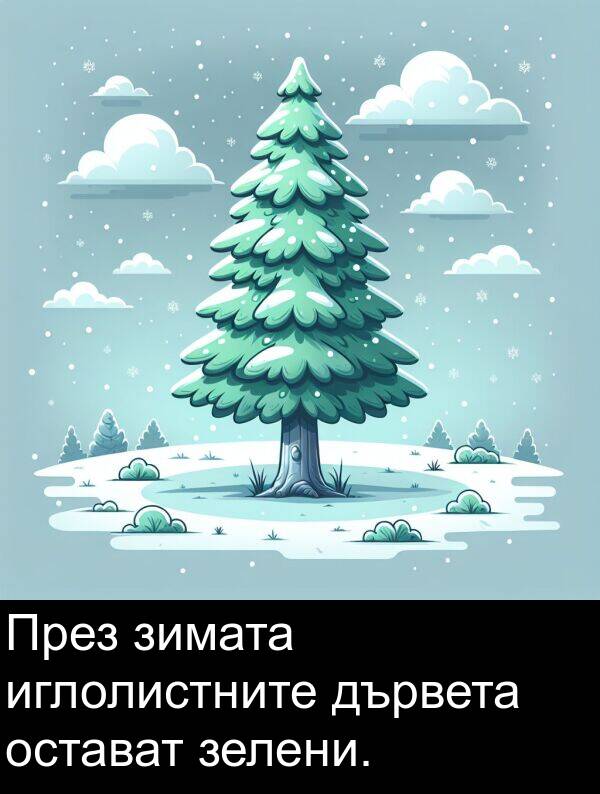 зелени: През зимата иглолистните дървета остават зелени.