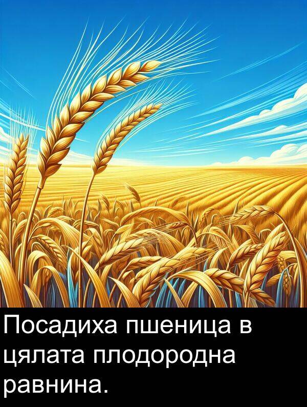 цялата: Посадиха пшеница в цялата плодородна равнина.