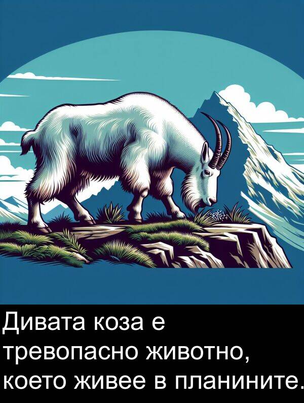 животно: Дивата коза е тревопасно животно, което живее в планините.